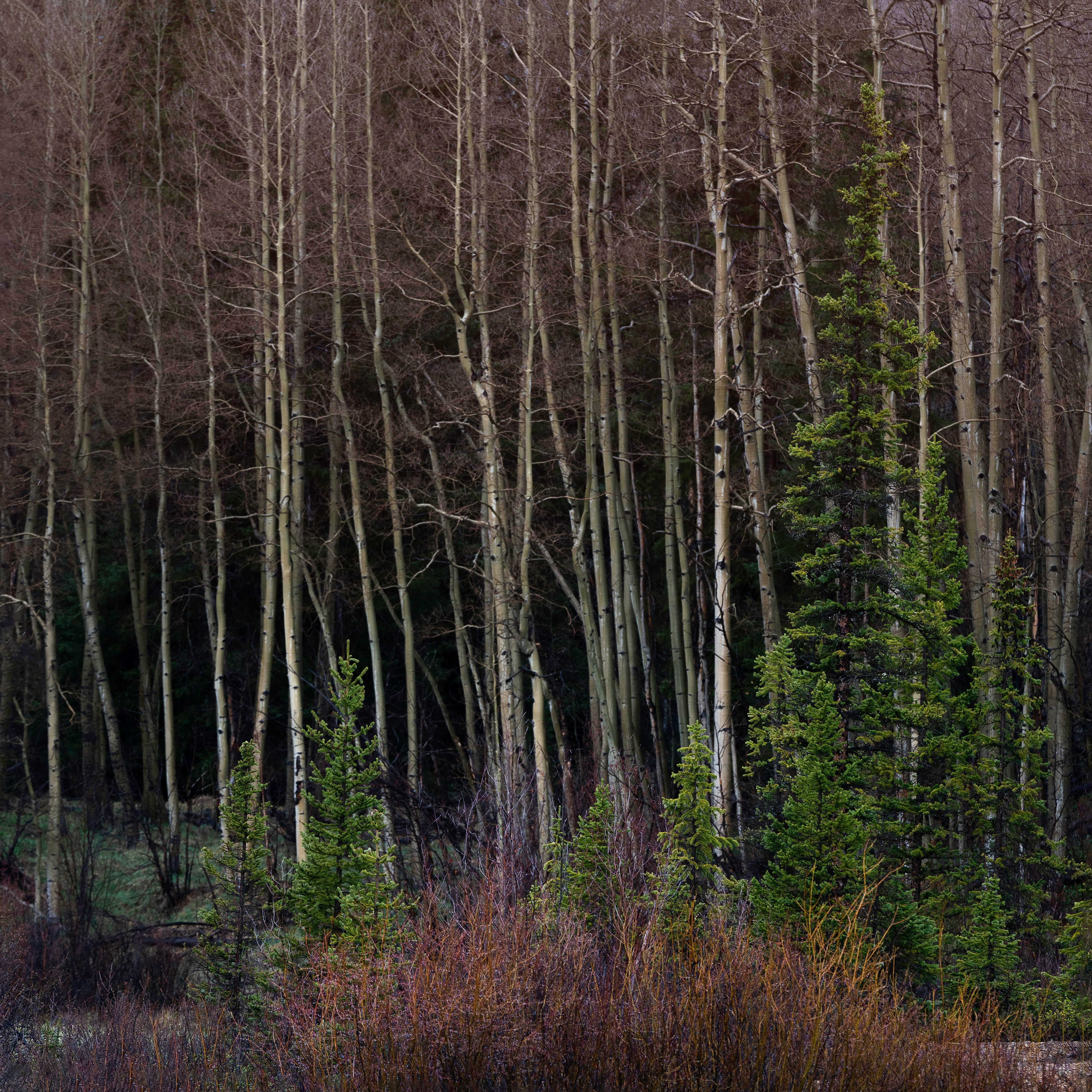 green trees on brown grass field during daytime